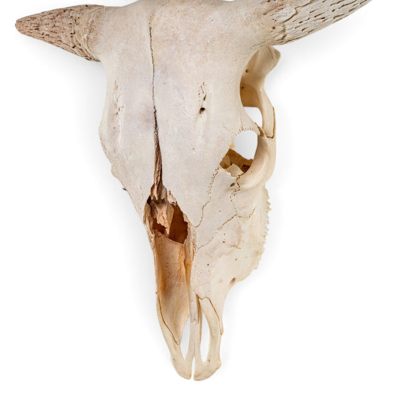 Real Longhorn Skull - Without Horns
