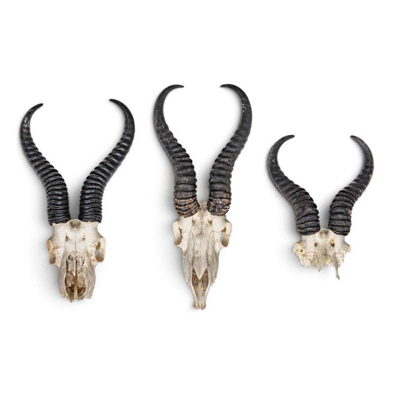 Real Springbok Skull Plate - Craft Quality