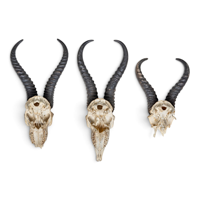 Real Springbok Skull Plate - Craft Quality