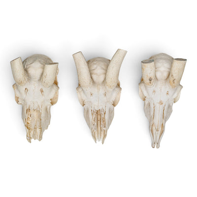 Real Springbok Skull Plate - Craft Quality - Without Horns