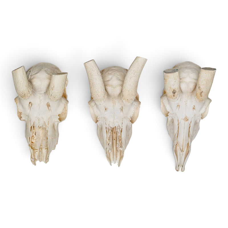 Real Springbok Skull Plate - Craft Quality - Without Horns