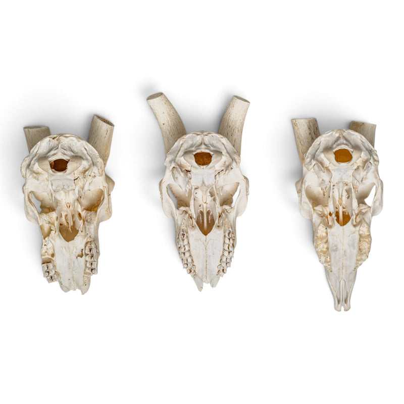 Real Springbok Skull Plate - Craft Quality - Without Horns
