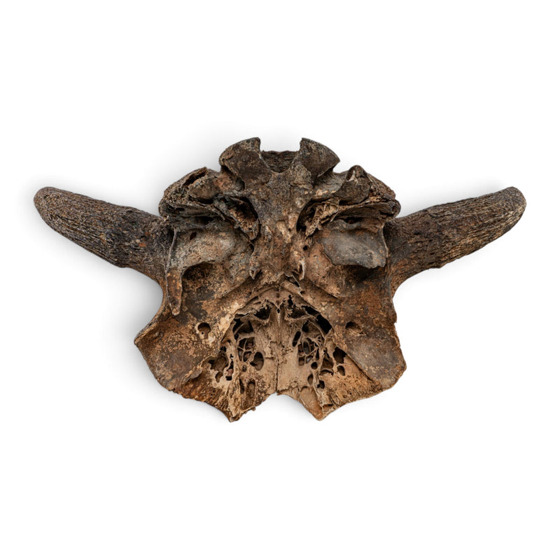 Real Fossil Bison Skull Plate