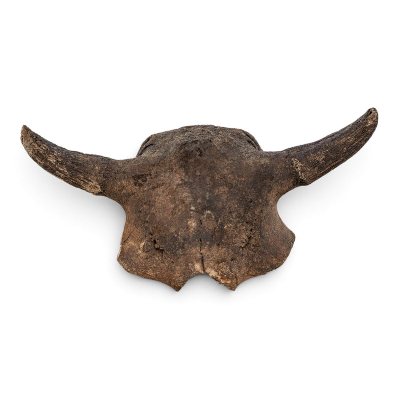 Real Fossil Bison Skull Plate