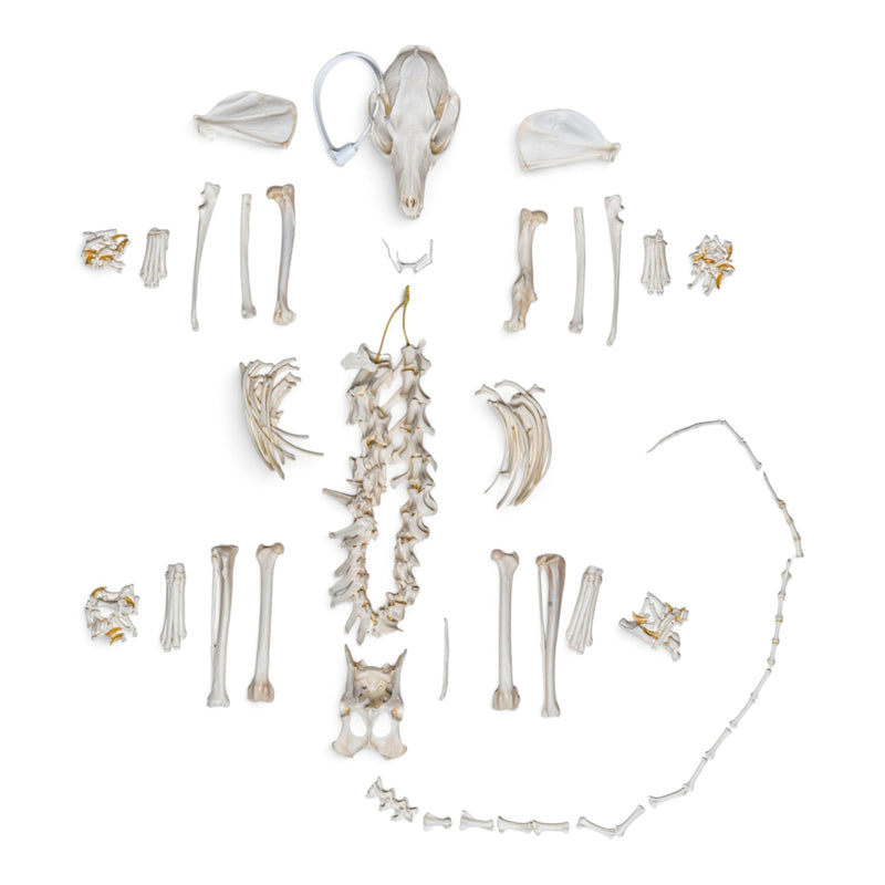 Real Gray Fox Skeleton - Disarticulated