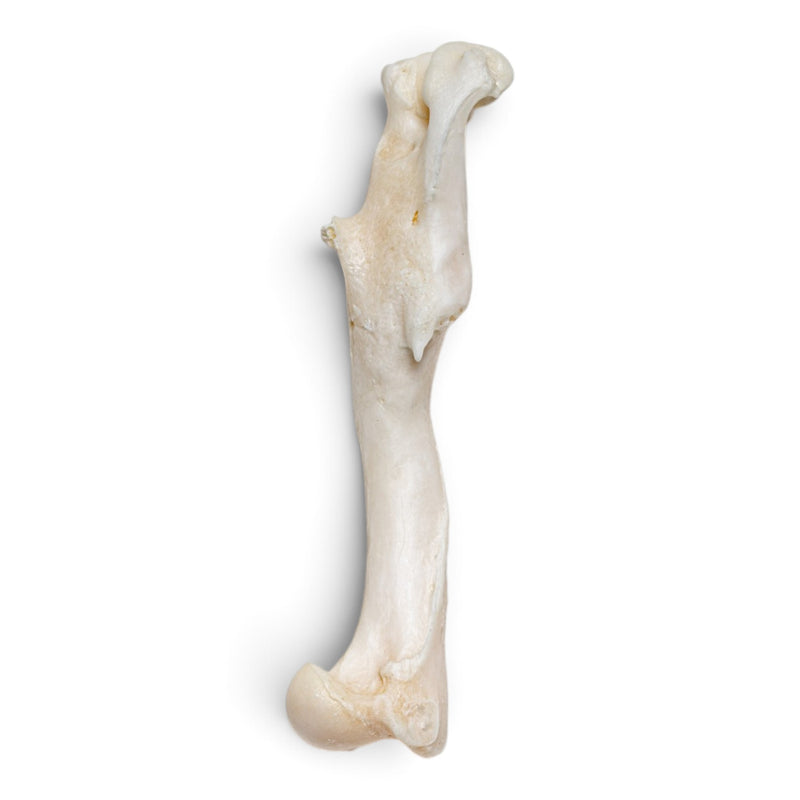 Real Gray Fox Skeleton - Disarticulated
