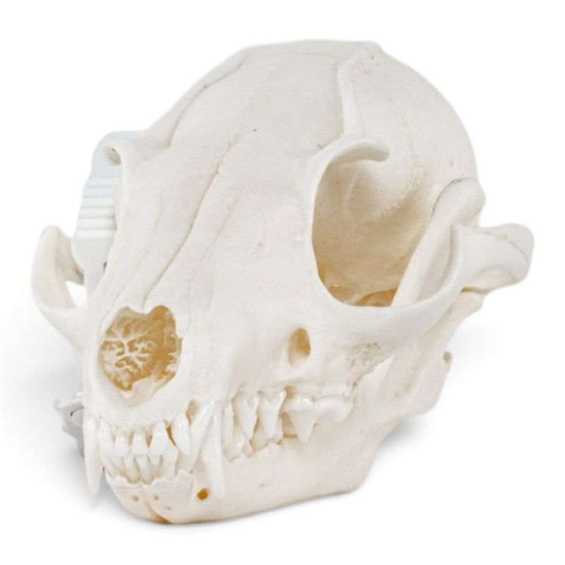 Real Gray Fox Skeleton - Disarticulated