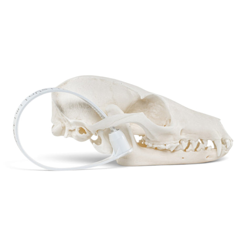 Real Gray Fox Skeleton - Disarticulated