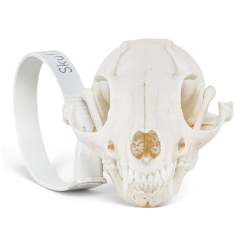 Real Gray Fox Skeleton - Disarticulated