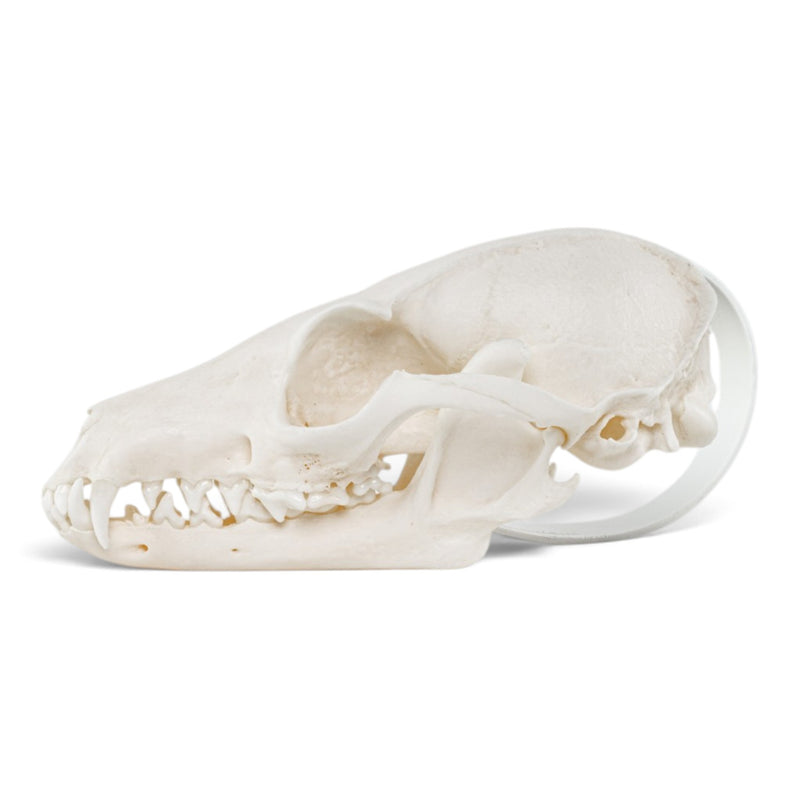 Real Gray Fox Skeleton - Disarticulated
