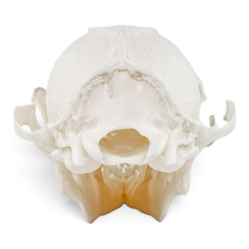 Real Gray Fox Skeleton - Disarticulated