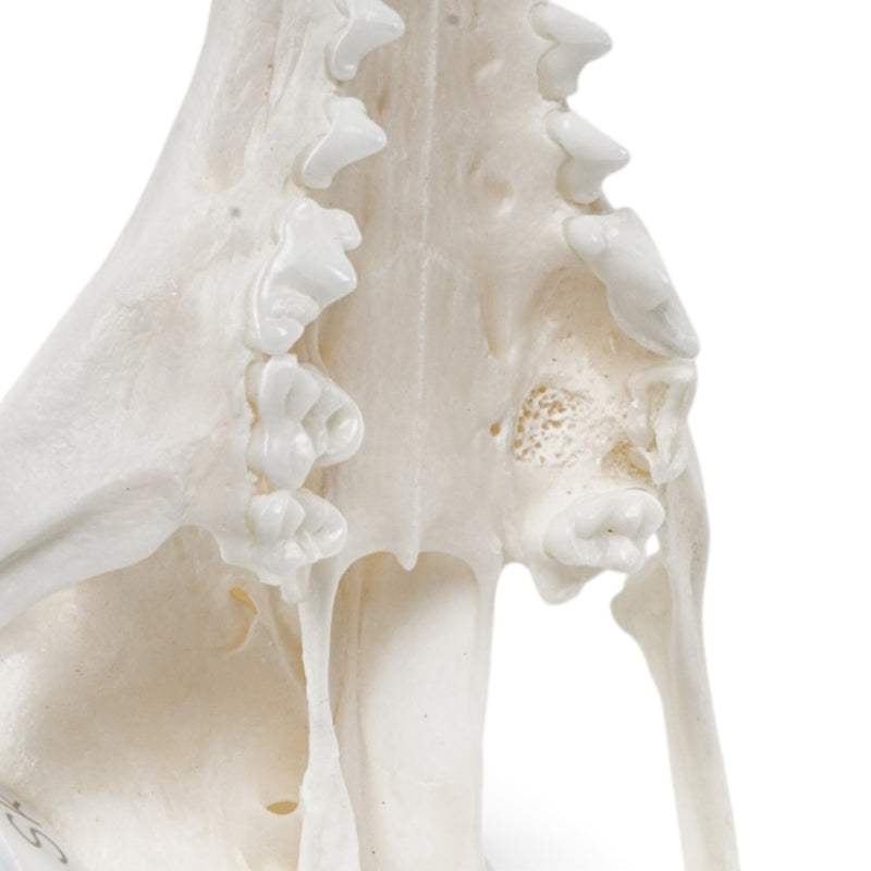 Real Gray Fox Skeleton - Disarticulated
