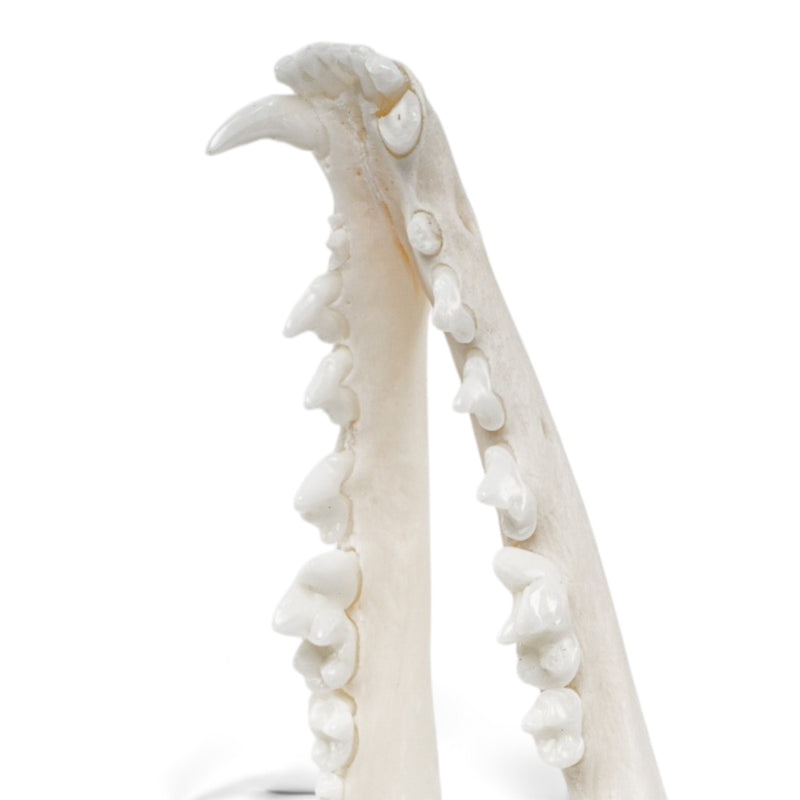 Real Gray Fox Skeleton - Disarticulated