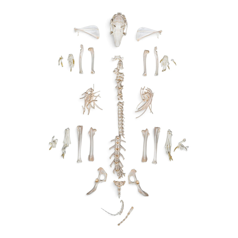 Real Rabbit Skeleton - Disarticulated