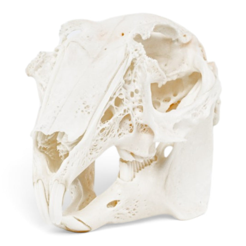 Real Rabbit Skeleton - Disarticulated