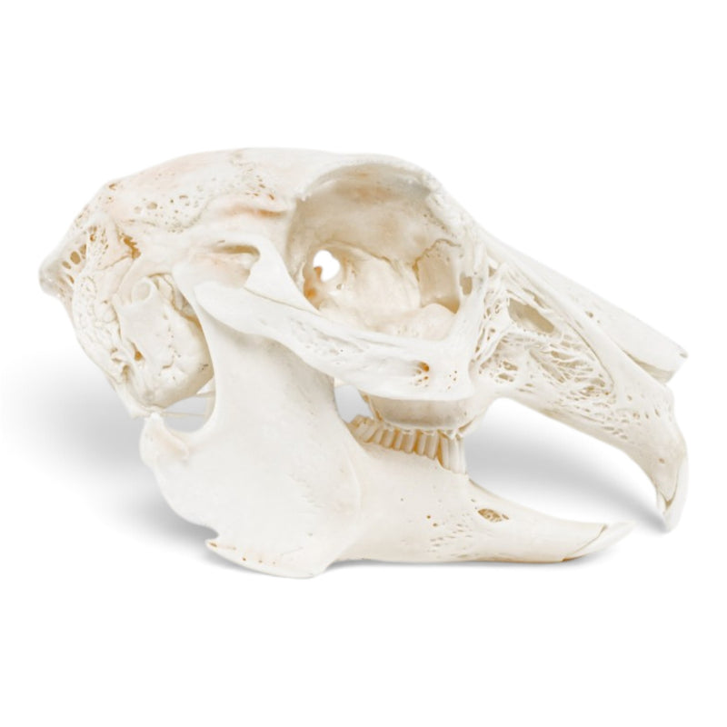 Real Rabbit Skeleton - Disarticulated