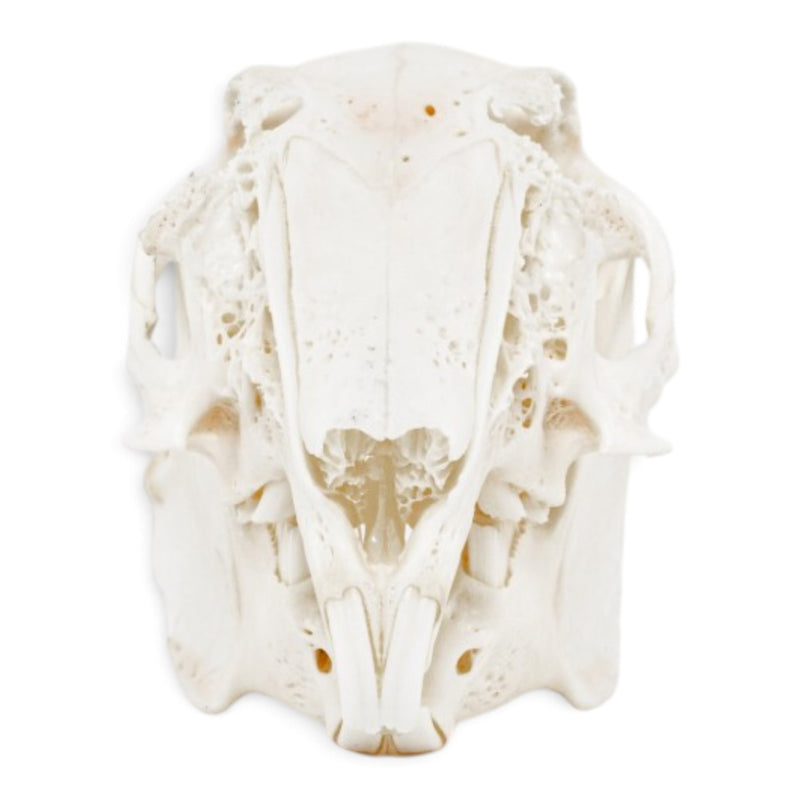 Real Rabbit Skeleton - Disarticulated