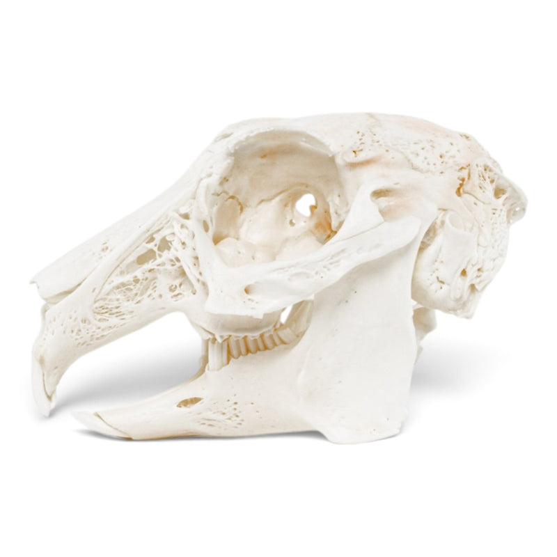 Real Rabbit Skeleton - Disarticulated