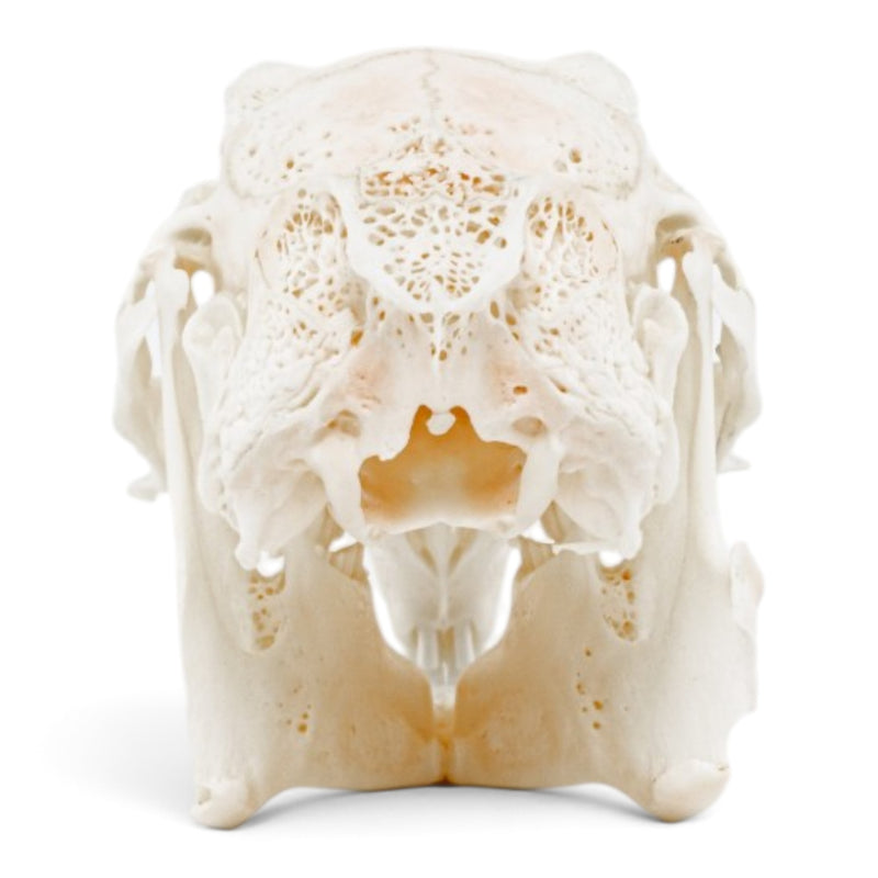 Real Rabbit Skeleton - Disarticulated