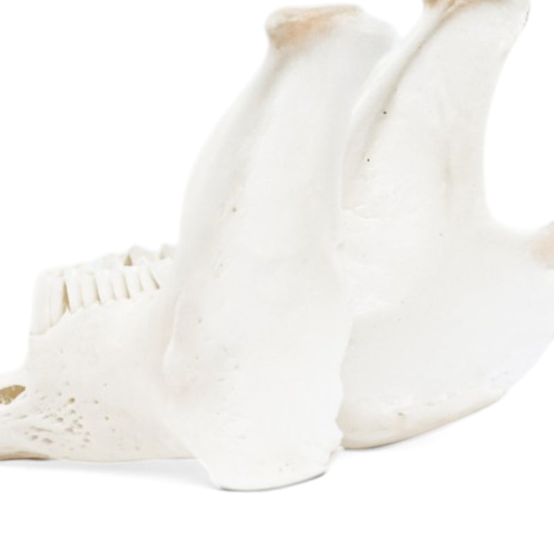 Real Rabbit Skeleton - Disarticulated