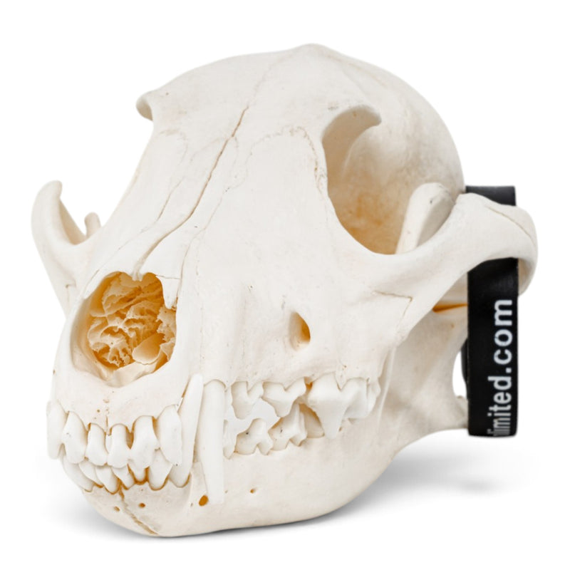 Real Coyote Skeleton - Disarticulated (Partial)