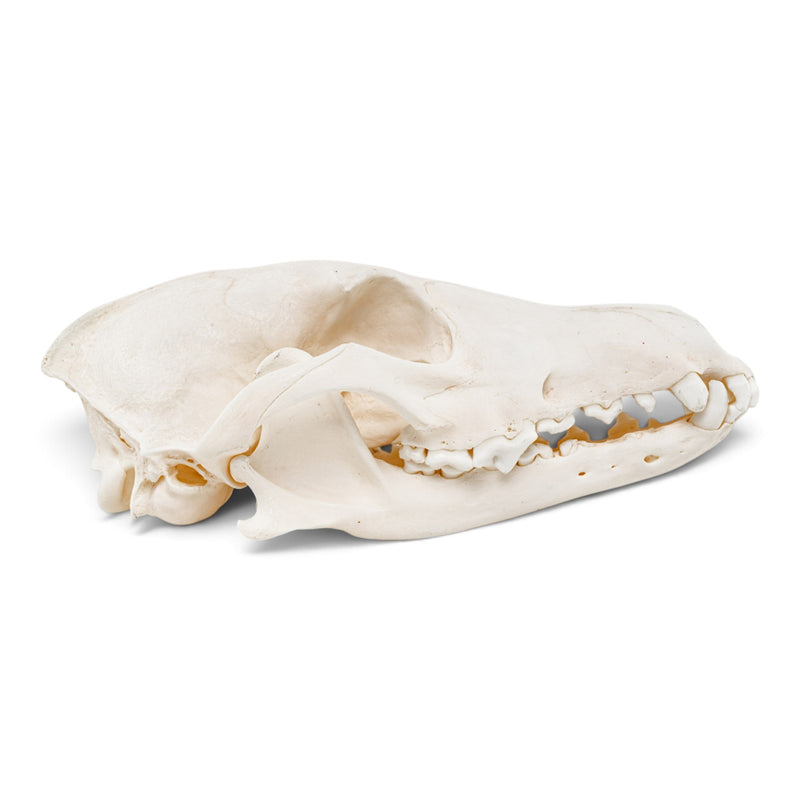 Real Coyote Skeleton - Disarticulated (Partial)