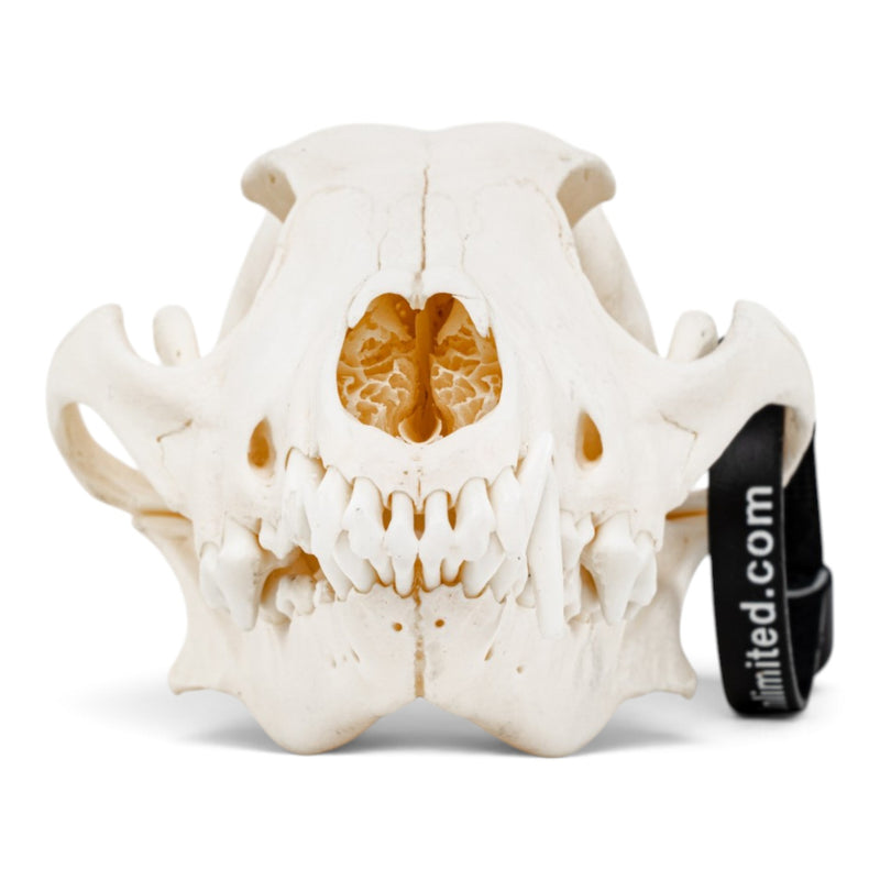 Real Coyote Skeleton - Disarticulated (Partial)