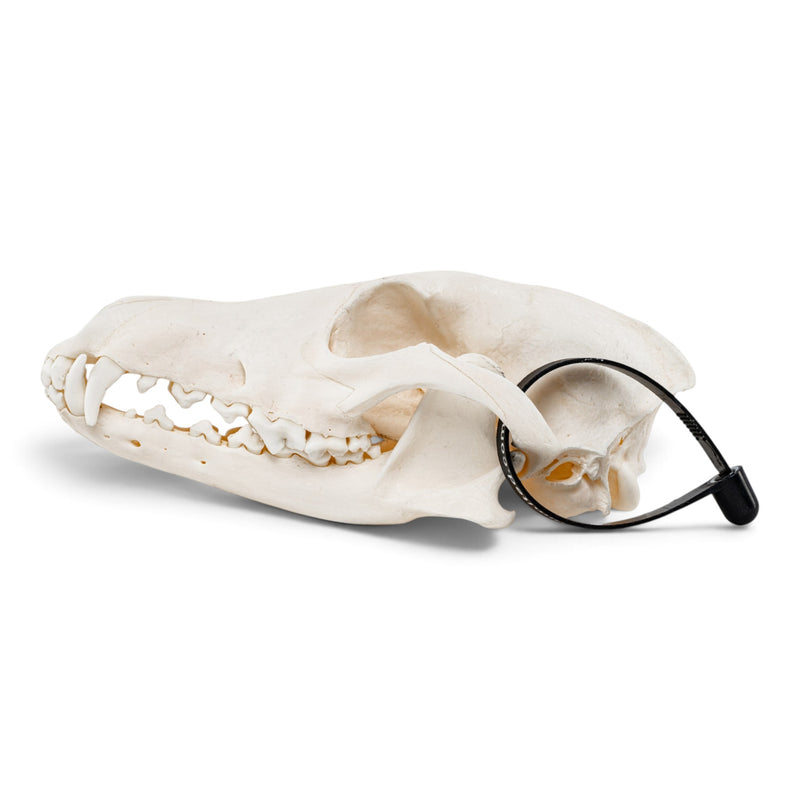 Real Coyote Skeleton - Disarticulated (Partial)