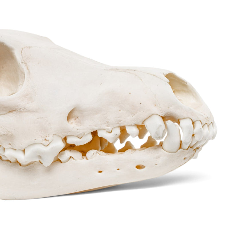 Real Coyote Skeleton - Disarticulated (Partial)