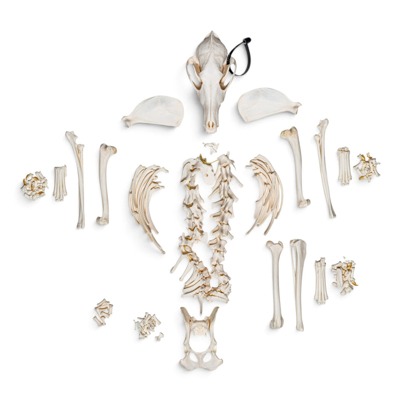 Real Coyote Skeleton - Disarticulated (Partial)