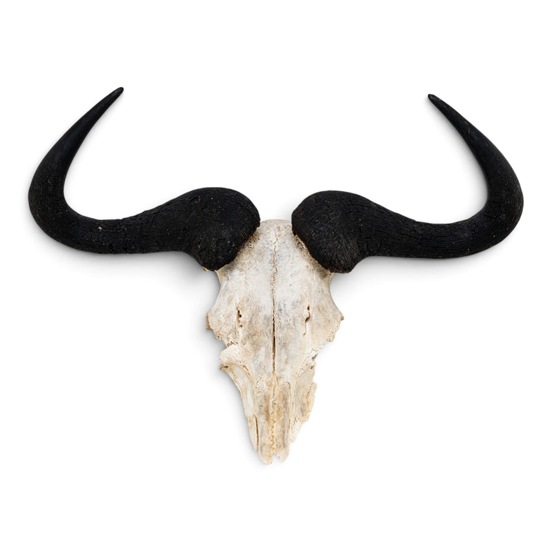 Real Blue Wildebeest Skull Plate - Craft Quality
