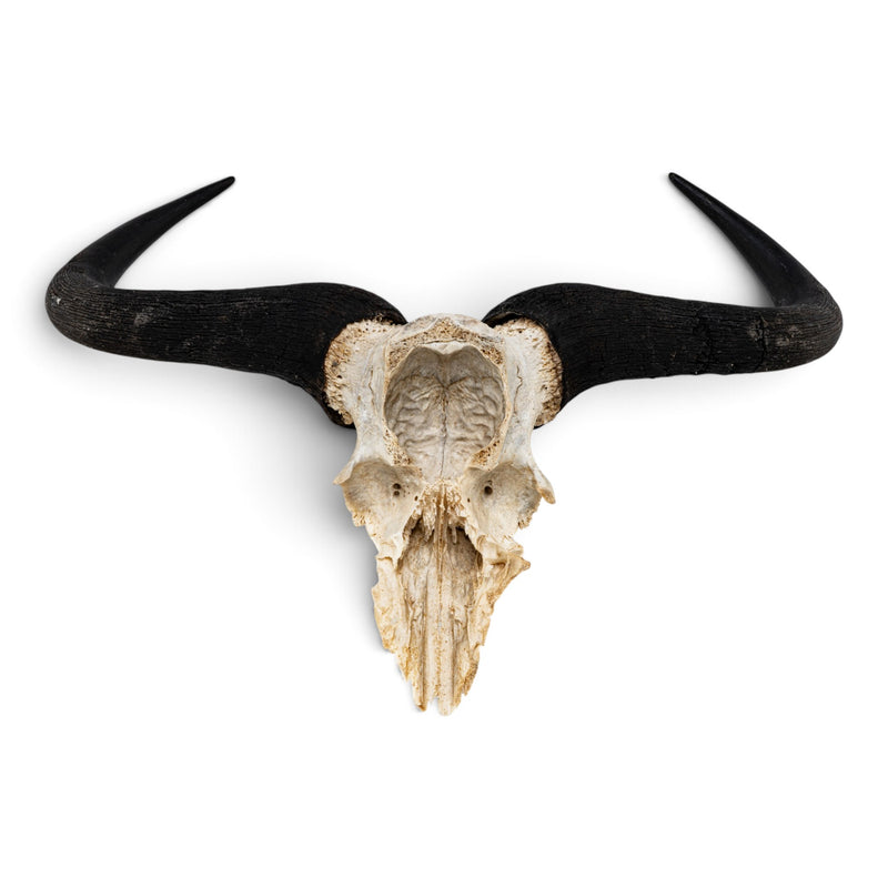 Real Blue Wildebeest Skull Plate - Craft Quality