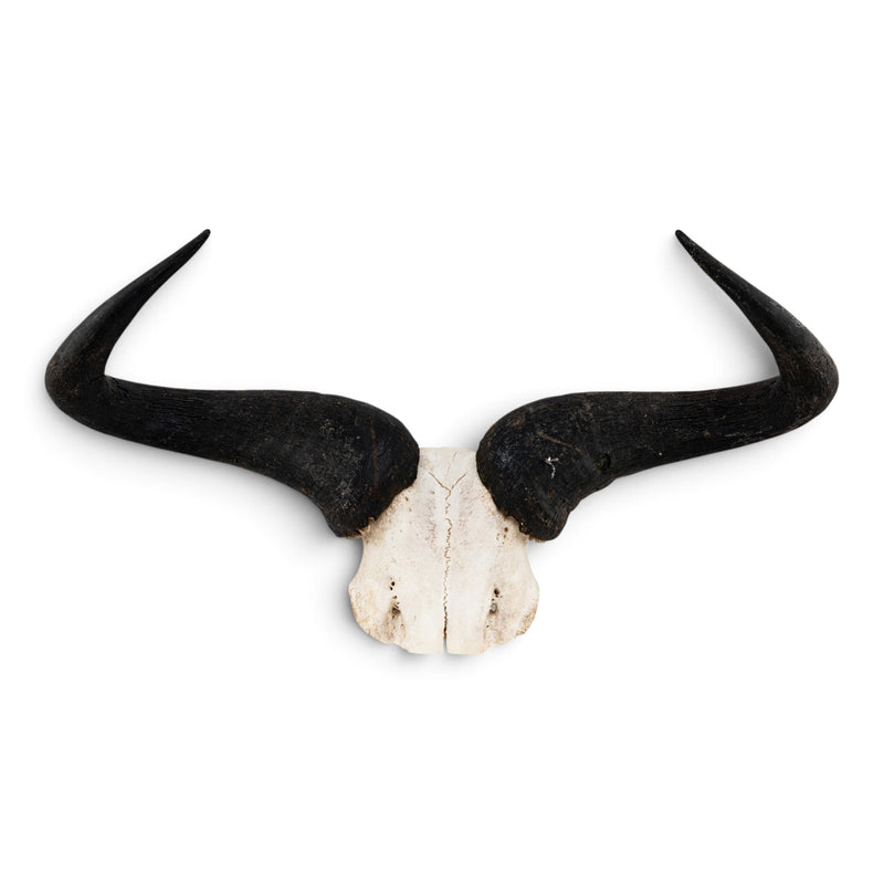 Real Blue Wildebeest Skull Plate - Craft Quality