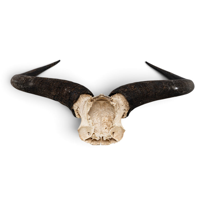 Real Blue Wildebeest Skull Plate - Craft Quality
