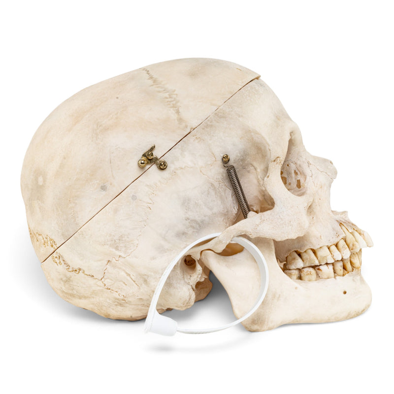 Real Human Skull