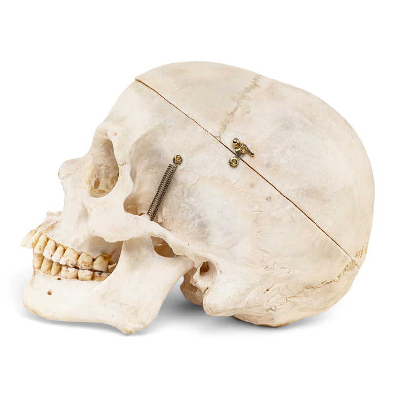 Real Human Skull