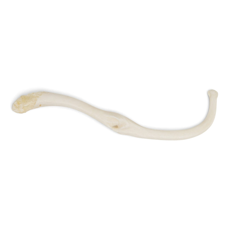 Real Raccoon Baculum - Pathology