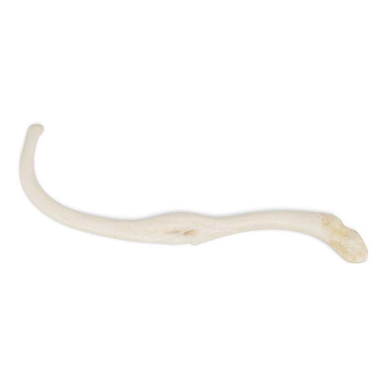 Real Raccoon Baculum - Pathology
