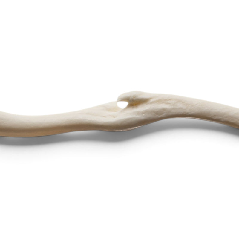 Real Raccoon Baculum - Pathology