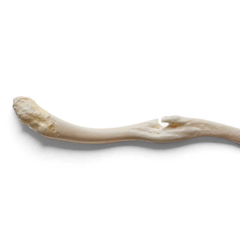 Real Raccoon Baculum - Pathology
