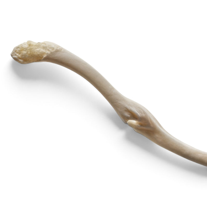 Real Raccoon Baculum - Pathology