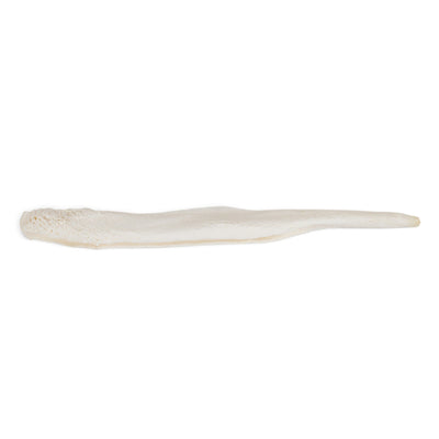 Real Domestic Dog Baculum - Pathology