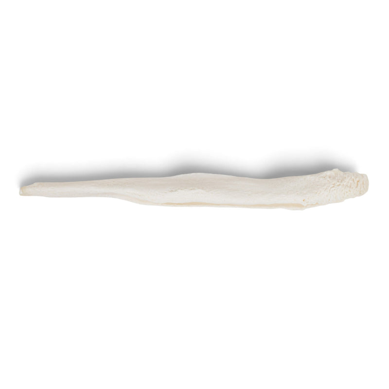Real Domestic Dog Baculum - Pathology
