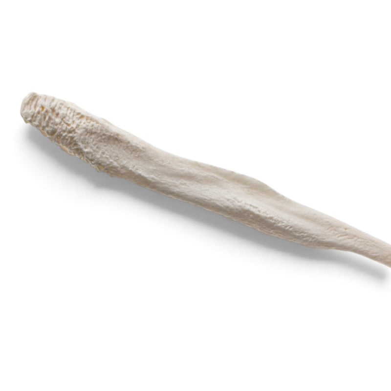 Real Domestic Dog Baculum - Pathology