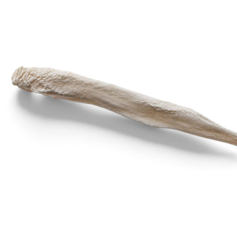 Real Domestic Dog Baculum - Pathology