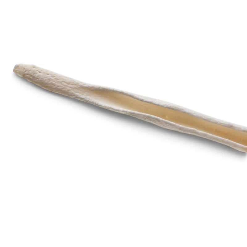 Real Domestic Dog Baculum - Pathology