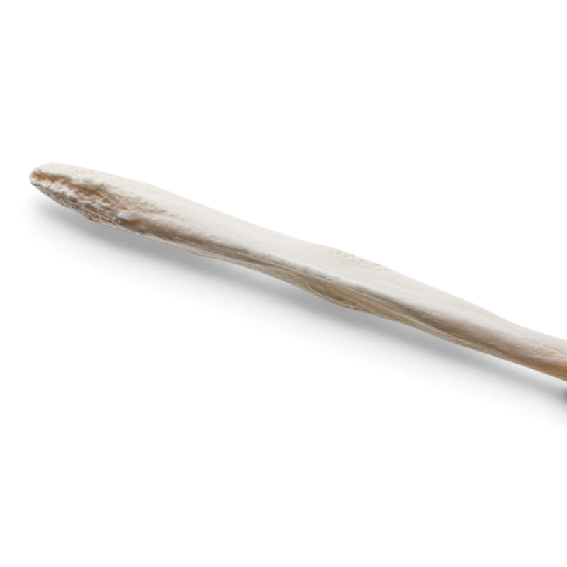 Real Domestic Dog Baculum - Pathology