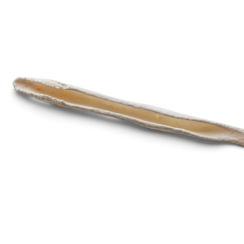 Real Domestic Dog Baculum - Pathology