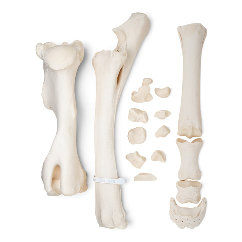 Real Horse Forelimb - Disarticulated