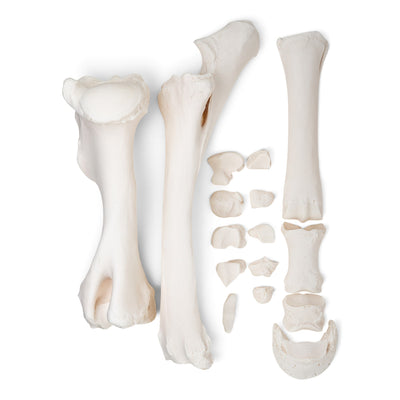 Real Horse Forelimb - Disarticulated